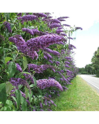 Будлея Давида Лочінч | Buddleja davidii Lochinch | Буддлея Давида Лочинч