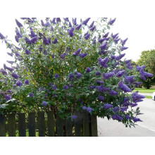 Будлея Давида Лочінч | Buddleja davidii Lochinch | Буддлея Давида Лочинч