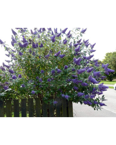Будлея Давида Лочінч | Buddleja davidii Lochinch | Буддлея Давида Лочинч