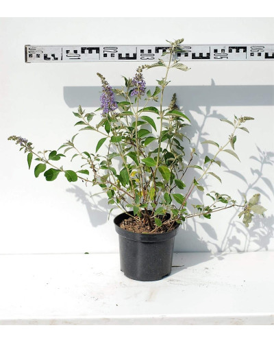 Будлея Давида Лочінч | Buddleja davidii Lochinch | Буддлея Давида Лочинч