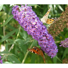 Будлея Давида Лочінч | Buddleja davidii Lochinch | Буддлея Давида Лочинч