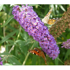 Будлея Давида Лочінч | Buddleja davidii Lochinch | Буддлея Давида Лочинч