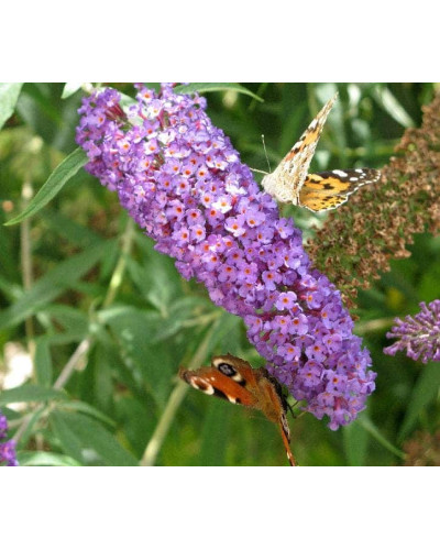 Будлея Давида Лочінч | Buddleja davidii Lochinch | Буддлея Давида Лочинч