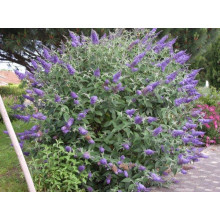 Будлея Давида Лочінч | Buddleja davidii Lochinch | Буддлея Давида Лочинч