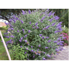 Будлея Давида Лочінч | Buddleja davidii Lochinch | Буддлея Давида Лочинч
