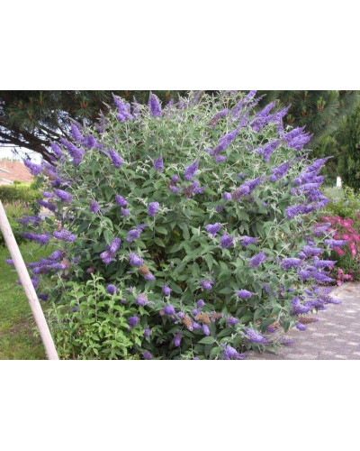 Будлея Давида Лочінч | Buddleja davidii Lochinch | Буддлея Давида Лочинч
