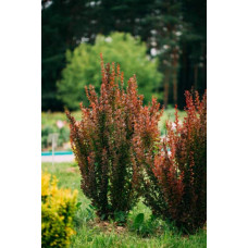 Барбарис Тунберга Оранж Рокет*PBR/® | Berberis thunbergii Orange Rocket *PBR/®