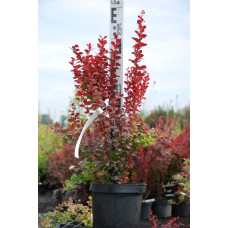 Барбарис Тунберга Оранж Рокет*PBR/® | Berberis thunbergii Orange Rocket *PBR/®