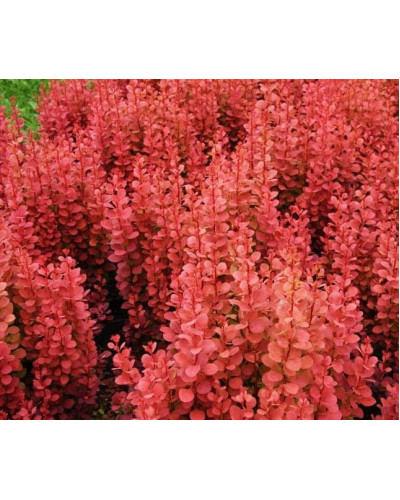Барбарис Тунберга Оранж Рокет*PBR/® | Berberis thunbergii Orange Rocket *PBR/®