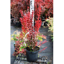 Барбарис Тунберга Оранж Рокет*PBR/® | Berberis thunbergii Orange Rocket *PBR/®