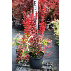 Барбарис Тунберга Оранж Рокет*PBR/® | Berberis thunbergii Orange Rocket *PBR/®