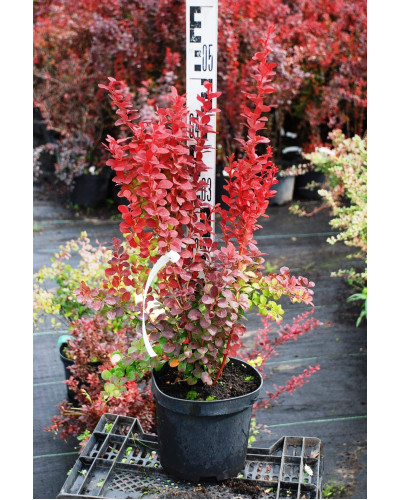 Барбарис Тунберга Оранж Рокет*PBR/® | Berberis thunbergii Orange Rocket *PBR/®