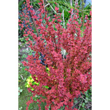 Барбарис Тунберга Оранж Рокет*PBR/® | Berberis thunbergii Orange Rocket *PBR/®