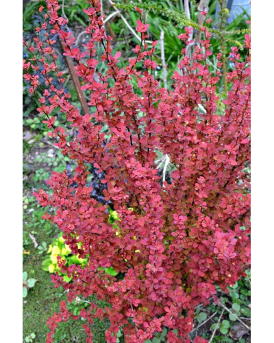 Барбарис Тунберга Оранж Рокет*PBR/® | Berberis thunbergii Orange Rocket *PBR/®
