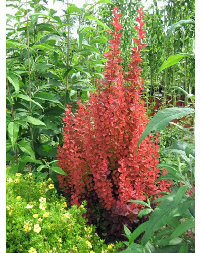 Барбарис Тунберга Оранж Рокет*PBR/® | Berberis thunbergii Orange Rocket *PBR/®