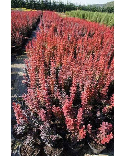 Барбарис Тунберга Оранж Рокет*PBR/® | Berberis thunbergii Orange Rocket *PBR/®
