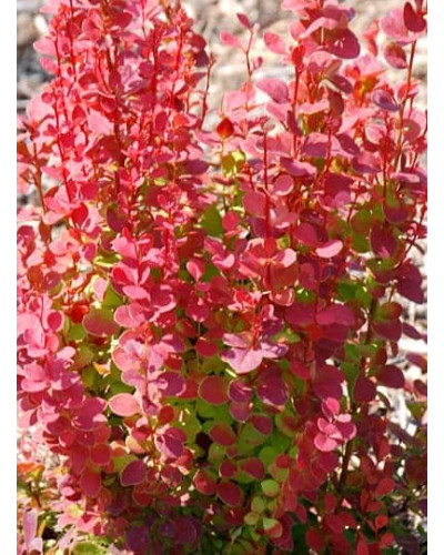 Барбарис Тунберга Оранж Рокет*PBR/® | Berberis thunbergii Orange Rocket *PBR/®