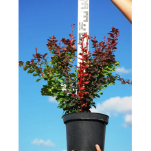 Барбарис Тунберга Оранж Рокет*PBR/® | Berberis thunbergii Orange Rocket *PBR/®