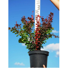Барбарис Тунберга Оранж Рокет*PBR/® | Berberis thunbergii Orange Rocket *PBR/®