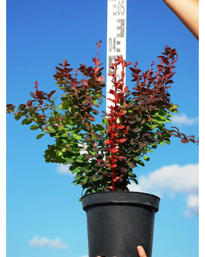 Барбарис Тунберга Оранж Рокет*PBR/® | Berberis thunbergii Orange Rocket *PBR/®
