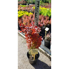 Барбарис Тунберга Оранж Рокет*PBR/® | Berberis thunbergii Orange Rocket *PBR/®