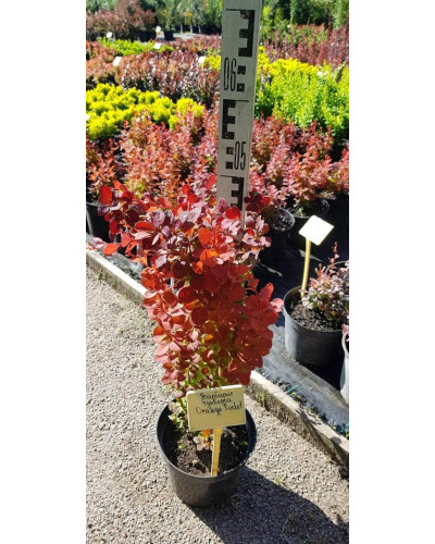 Барбарис Тунберга Оранж Рокет*PBR/® | Berberis thunbergii Orange Rocket *PBR/®