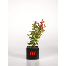 Барбарис Тунберга Оранж Рокет*PBR/® | Berberis thunbergii Orange Rocket *PBR/®