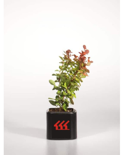 Барбарис Тунберга Оранж Рокет*PBR/® | Berberis thunbergii Orange Rocket *PBR/®