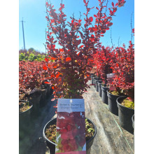 Барбарис Тунберга Оранж Рокет*PBR/® | Berberis thunbergii Orange Rocket *PBR/®