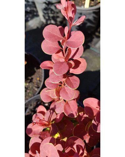 Барбарис Тунберга Оранж Рокет*PBR/® | Berberis thunbergii Orange Rocket *PBR/®