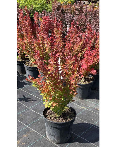 Барбарис Тунберга Оранж Рокет*PBR/® | Berberis thunbergii Orange Rocket *PBR/®