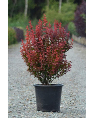 Барбарис Тунберга Оранж Рокет*PBR/® | Berberis thunbergii Orange Rocket *PBR/®