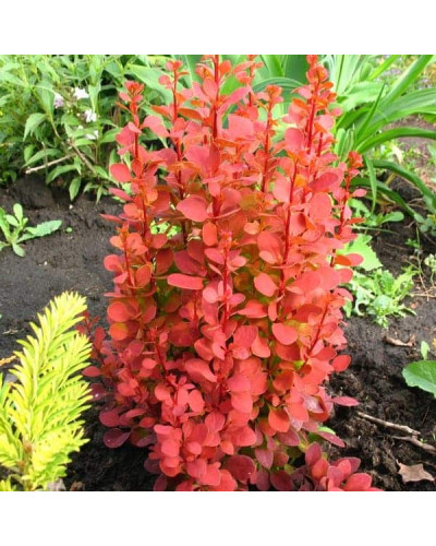 Барбарис Тунберга Оранж Рокет*PBR/® | Berberis thunbergii Orange Rocket *PBR/®