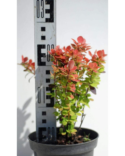 Барбарис Тунберга Оранж Рокет*PBR/® | Berberis thunbergii Orange Rocket *PBR/®