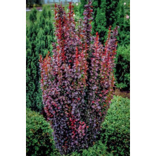 Барбарис Тунберга Ред Піллар | Барбарис тунберга Ред Пиллар | Berberis thunbergii Red Pillar