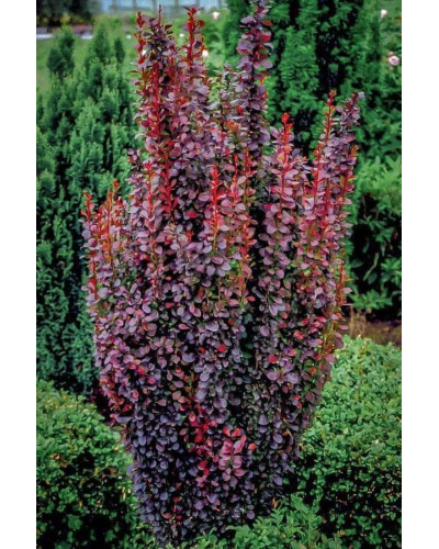 Барбарис Тунберга Ред Піллар | Барбарис тунберга Ред Пиллар | Berberis thunbergii Red Pillar