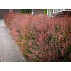 Барбарис Тунберга Ред Піллар | Барбарис тунберга Ред Пиллар | Berberis thunbergii Red Pillar