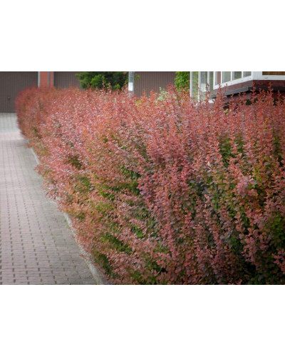 Барбарис Тунберга Ред Піллар | Барбарис тунберга Ред Пиллар | Berberis thunbergii Red Pillar