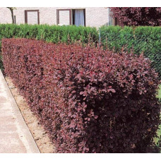 Барбарис Тунберга Ред Піллар | Барбарис тунберга Ред Пиллар | Berberis thunbergii Red Pillar