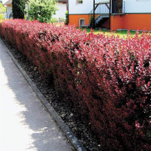 Барбарис Тунберга Ред Піллар | Барбарис тунберга Ред Пиллар | Berberis thunbergii Red Pillar