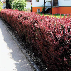 Барбарис Тунберга Ред Піллар | Барбарис тунберга Ред Пиллар | Berberis thunbergii Red Pillar