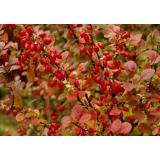 Барбарис Тунберга Ред Піллар | Барбарис тунберга Ред Пиллар | Berberis thunbergii Red Pillar