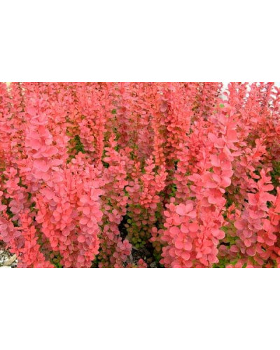 Барбарис Тунберга Ред Піллар | Барбарис тунберга Ред Пиллар | Berberis thunbergii Red Pillar