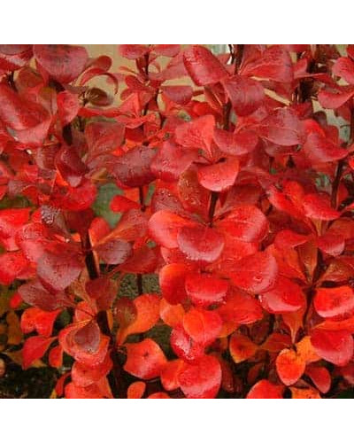 Барбарис Тунберга Ред Піллар | Барбарис тунберга Ред Пиллар | Berberis thunbergii Red Pillar