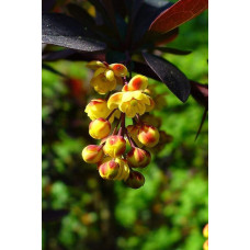 Барбарис звичайний їстівний Атропурпуреа | Berberis vulgaris Atropurpurea | Барбарис обыкновенный съедобный Атропурпуреа