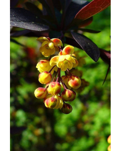 Барбарис звичайний їстівний Атропурпуреа | Berberis vulgaris Atropurpurea | Барбарис обыкновенный съедобный Атропурпуреа