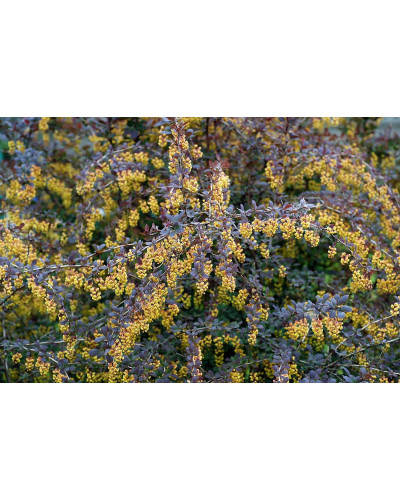 Барбарис звичайний їстівний Атропурпуреа | Berberis vulgaris Atropurpurea | Барбарис обыкновенный съедобный Атропурпуреа