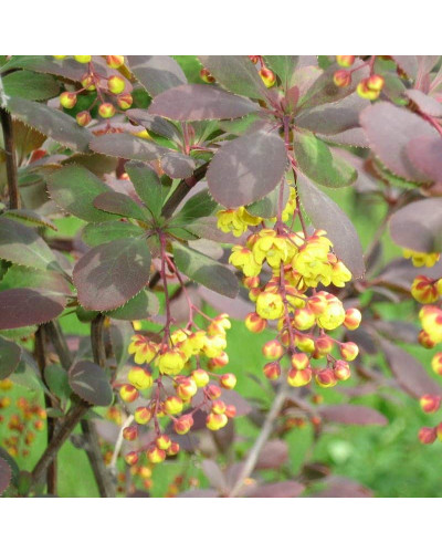 Барбарис звичайний їстівний Атропурпуреа | Berberis vulgaris Atropurpurea | Барбарис обыкновенный съедобный Атропурпуреа