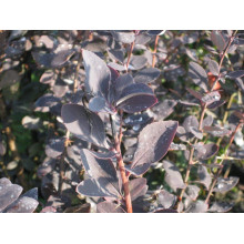Барбарис звичайний їстівний Атропурпуреа | Berberis vulgaris Atropurpurea | Барбарис обыкновенный съедобный Атропурпуреа