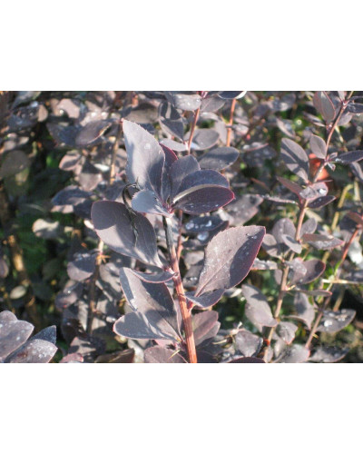 Барбарис звичайний їстівний Атропурпуреа | Berberis vulgaris Atropurpurea | Барбарис обыкновенный съедобный Атропурпуреа